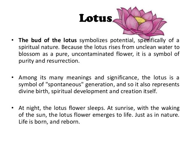 what does lotus signify