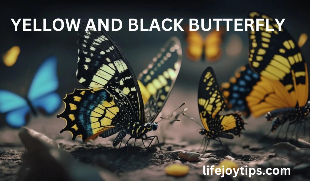 Yellow and Black Butterfly