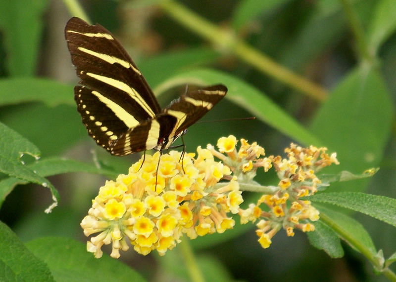 Yellow and Black Butterfly 